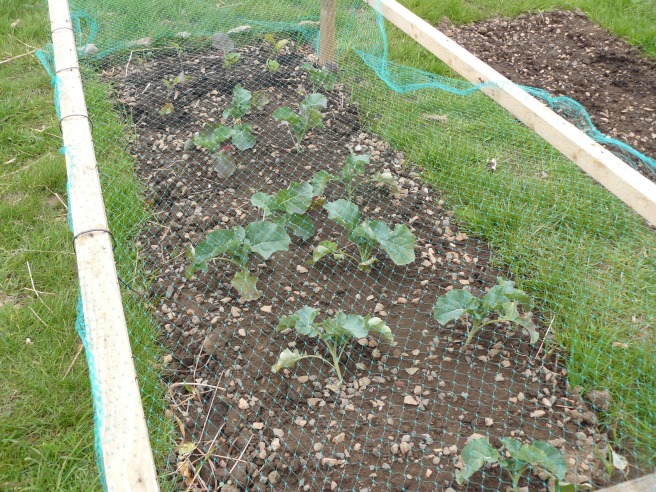 Brassicas seem to be doing okay in spite of the cold weather.