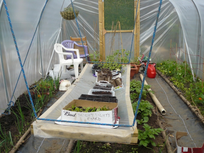 The polytunnel is beginning to fill up nicely. Newly sown flowers and more kohlrabi have filled up the space on the hanging shelf.
