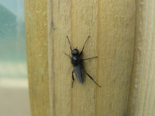 Is this a St. Mark's fly? There are hundreds of them in the polytunnel!